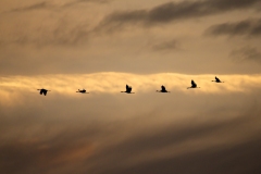 Indio-011799-141212-Grues-Sharpen