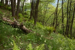 Indio-009478-180512-foresta_ticinese